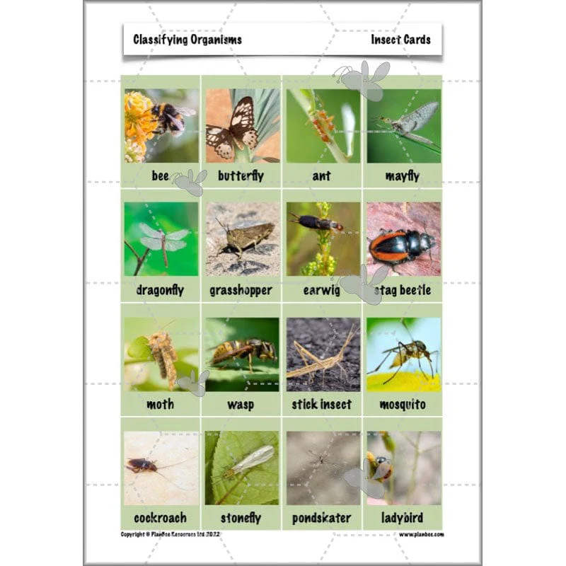 Classifying Organisms - Image 11