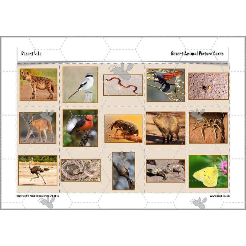 Desert Life - Image 47