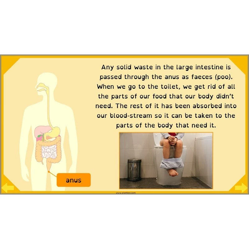 Eating and Digestion - Image 64