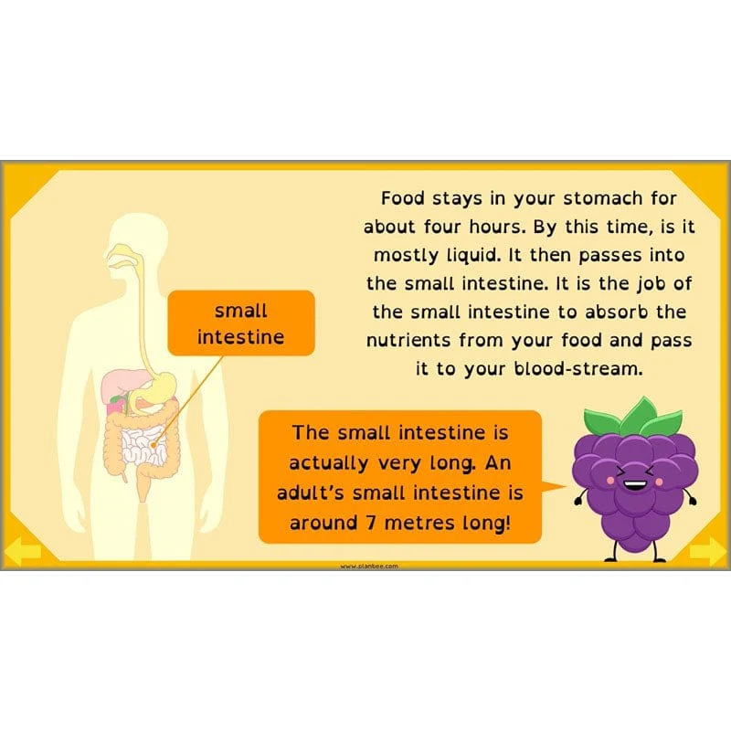 Eating and Digestion - Image 8