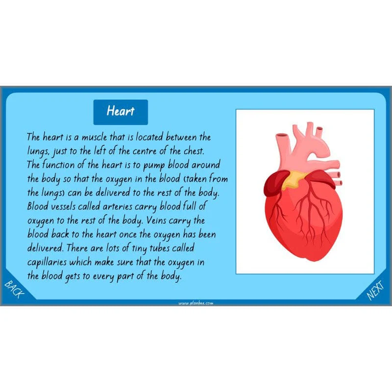 Healthy Bodies - Image 5
