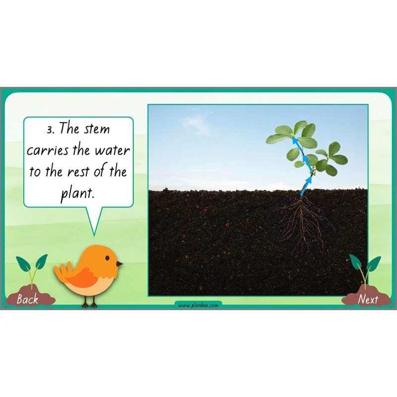 How Plants Grow - Image 32