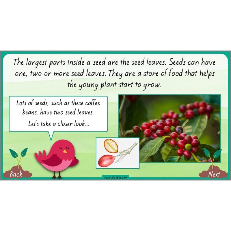 How Plants Grow - Image 63