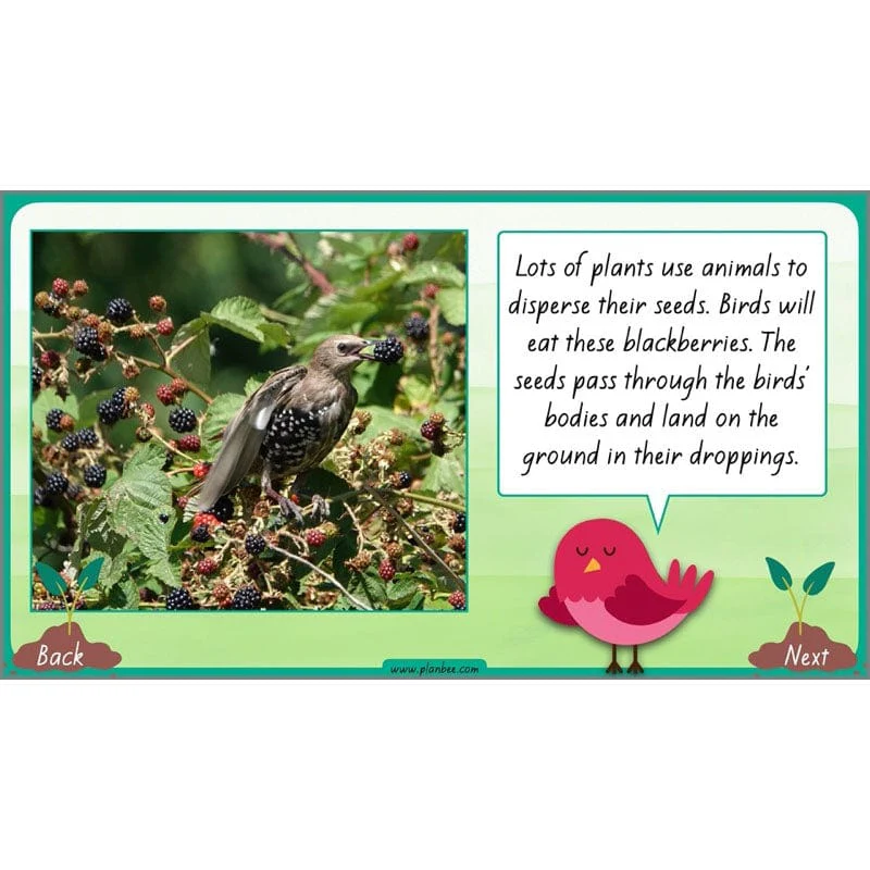 How Plants Grow - Image 7