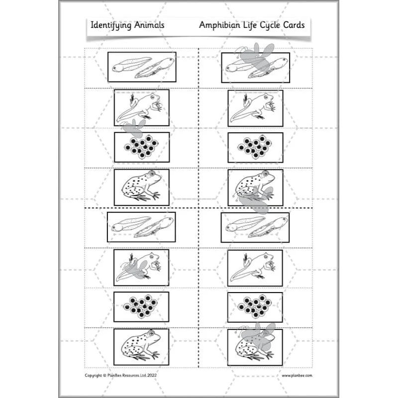 Identifying Animals - Image 13