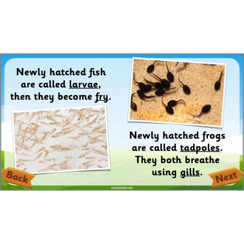 Identifying Animals - Image 47