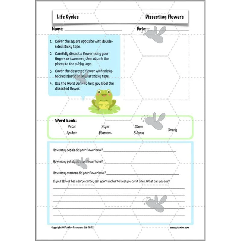 Life Cycles KS2 - Image 11