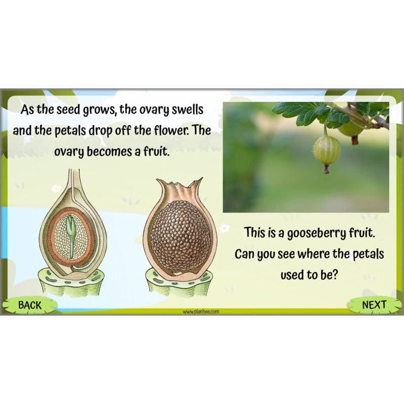 Life Cycles KS2 - Image 24