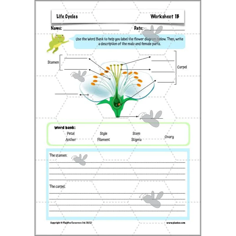 Life Cycles KS2 - Image 25