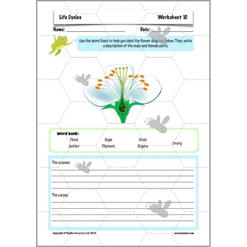 Life Cycles KS2 - Image 26