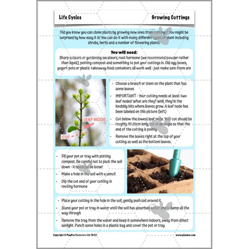 Life Cycles KS2 - Image 35