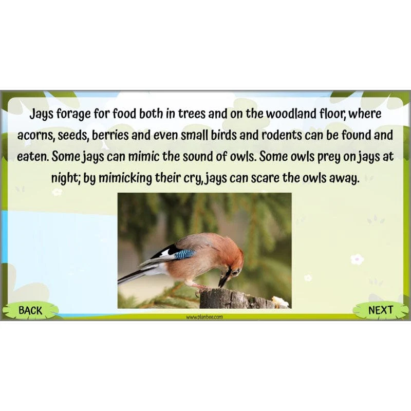 Life Cycles KS2 - Image 45