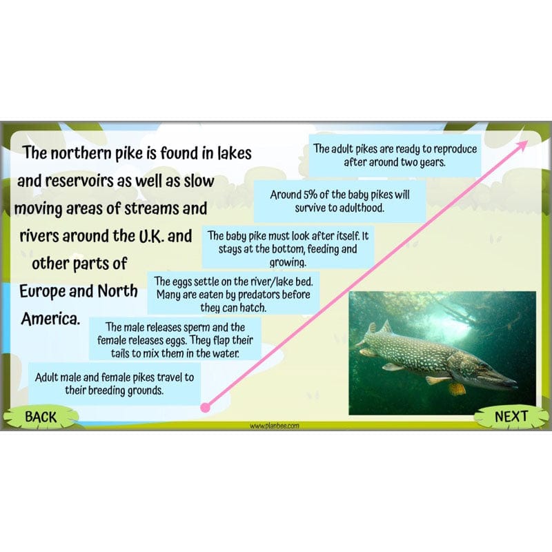 Life Cycles KS2 - Image 55