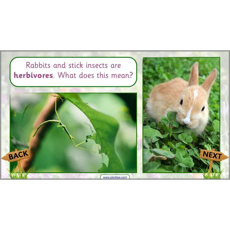 Pets and Gardens - Image 32