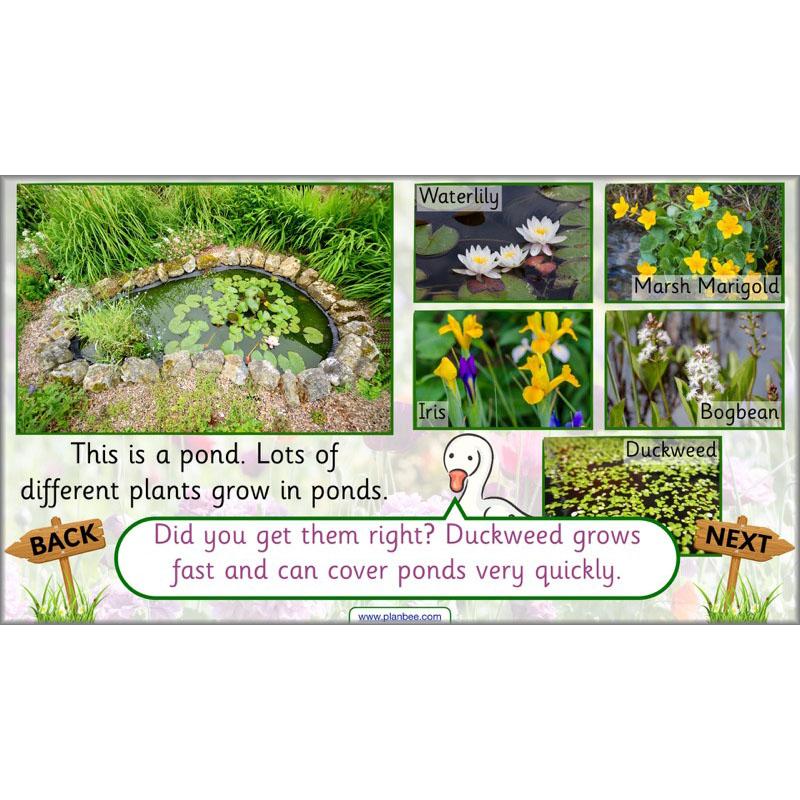 Pets and Gardens - Image 56