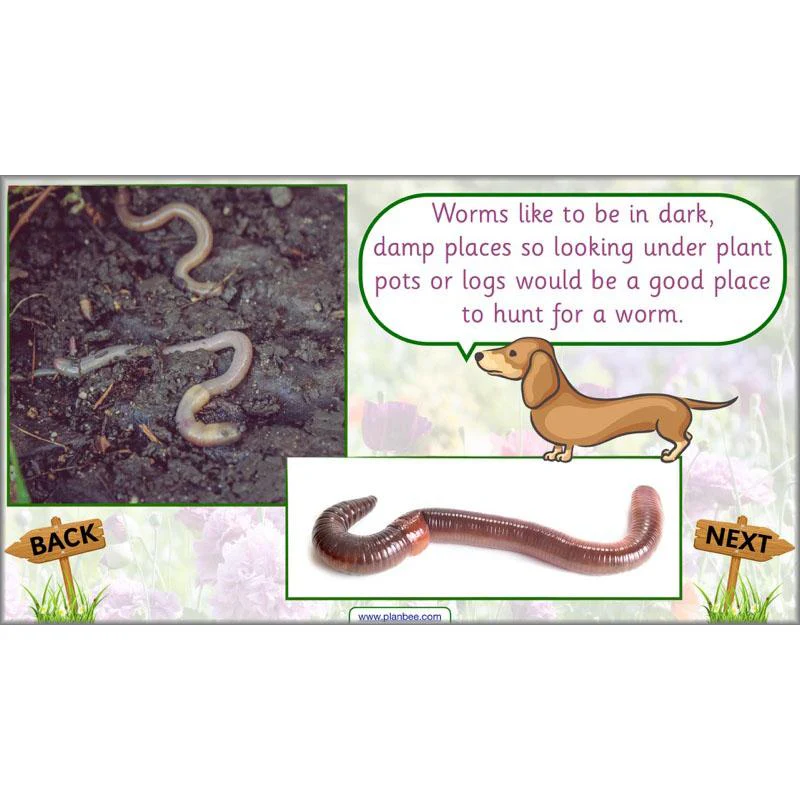 Pets and Gardens - Image 63