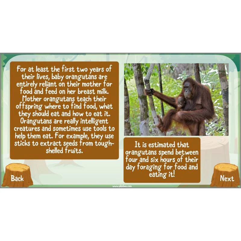 Save the Orangutan - Image 22