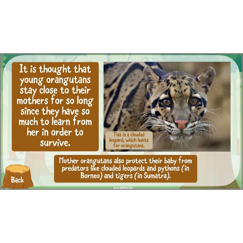 Save the Orangutan - Image 23
