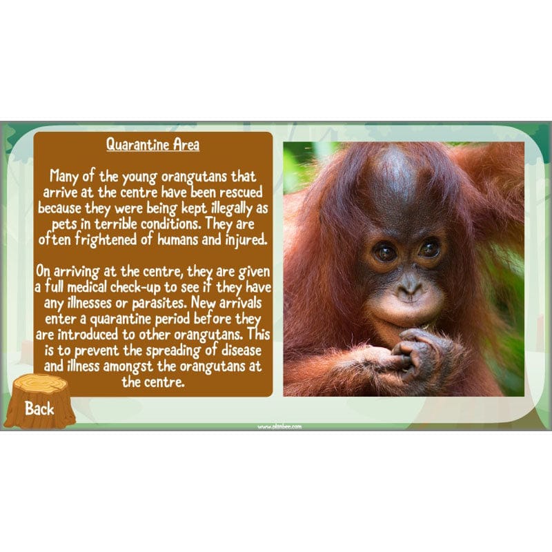 Save the Orangutan - Image 55