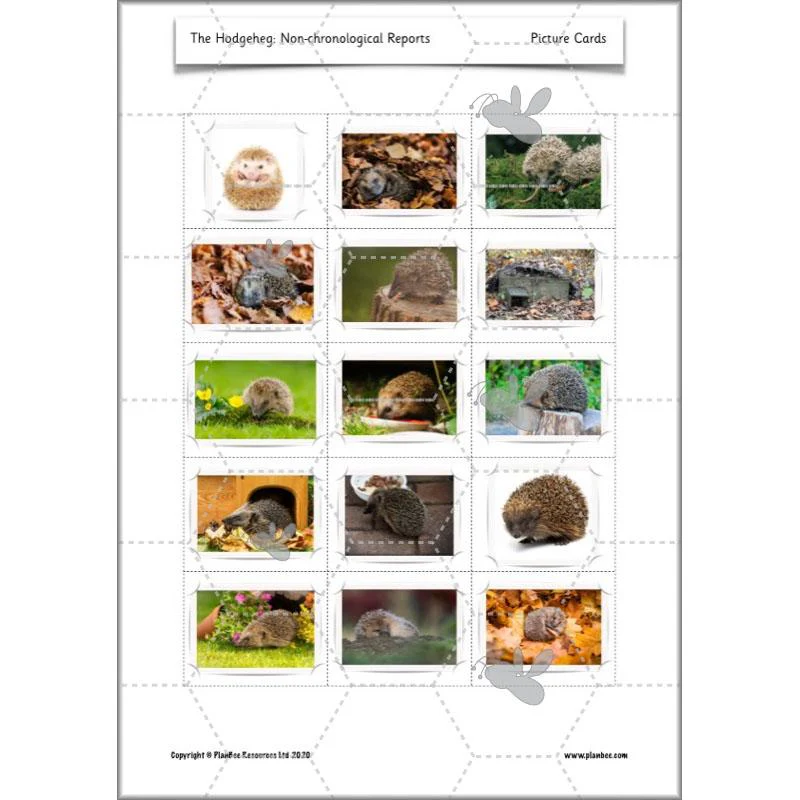 The Hodgeheg: Non-chronological Reports - Image 64
